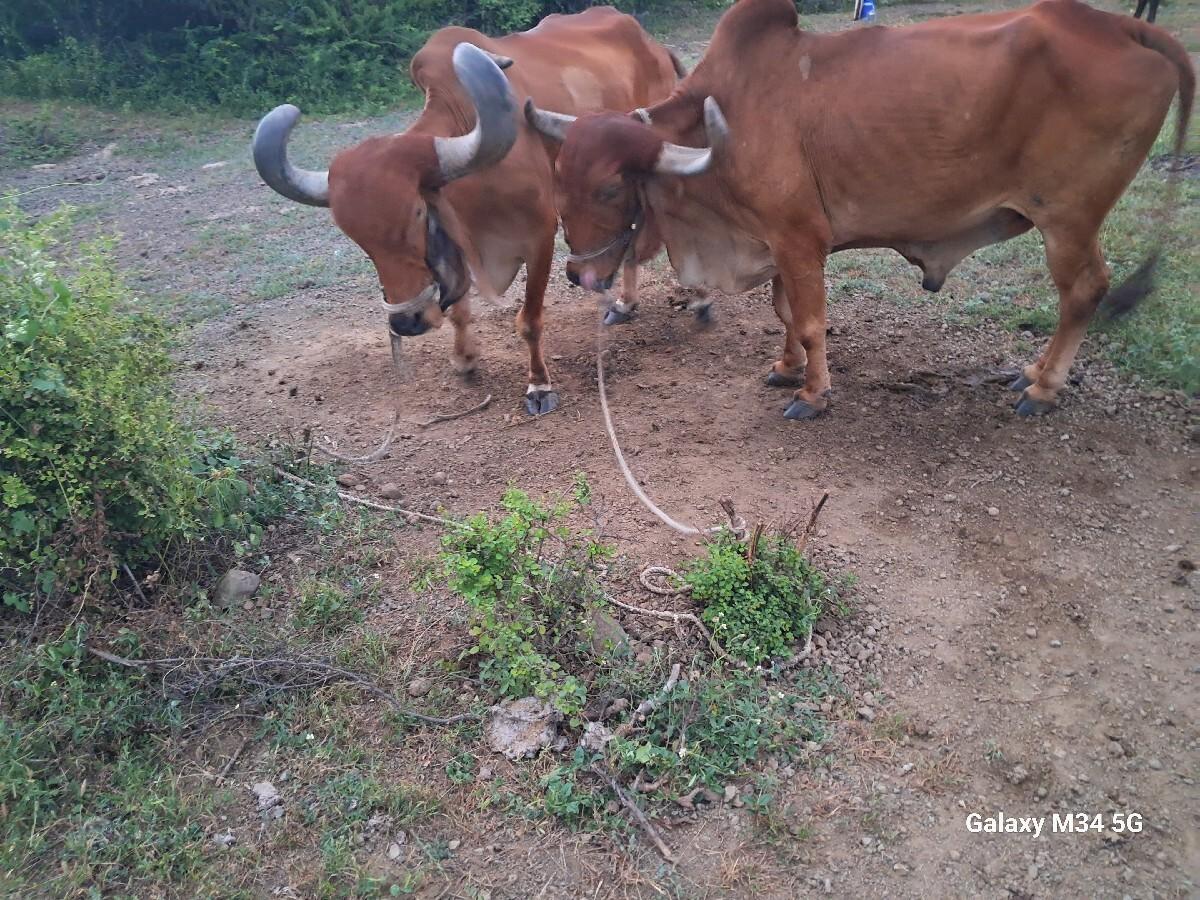 બળદ    દેવાં  na se