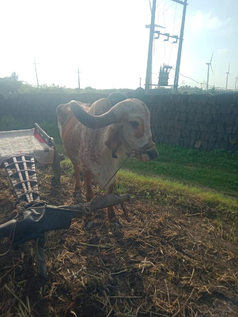 બળદ વેચવાના છે