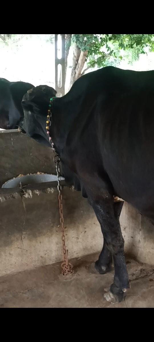 થંબનેલ 3