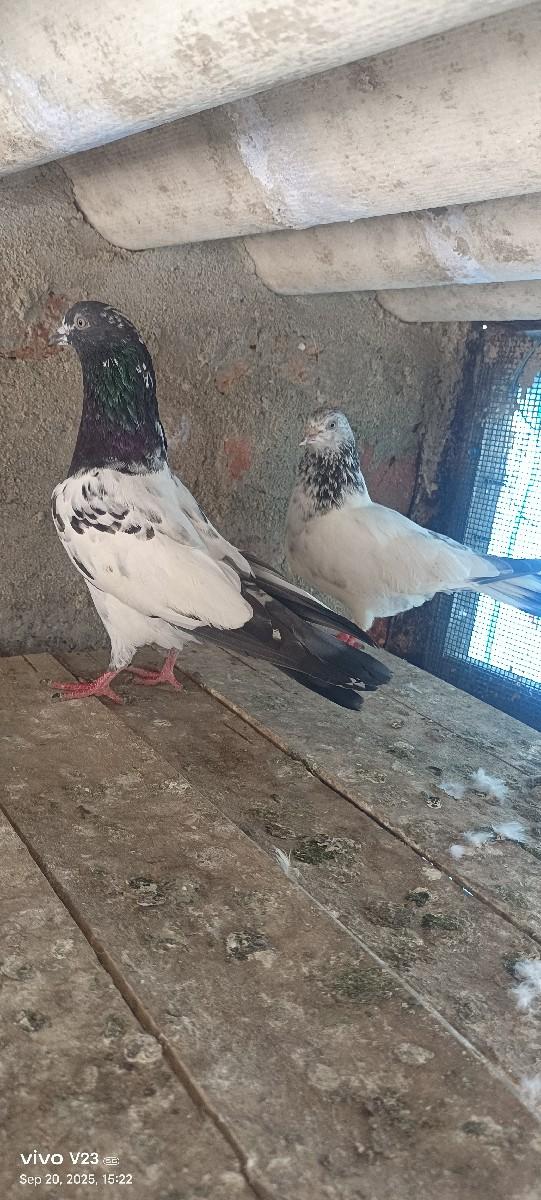 કબૂતર વેચવાના છે