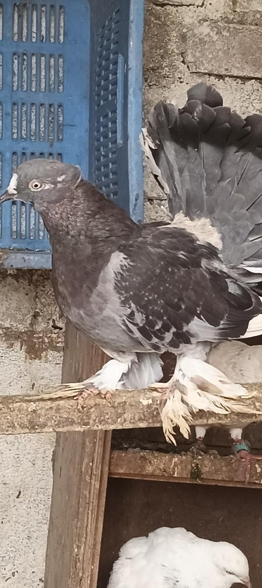 थंबनेल 2