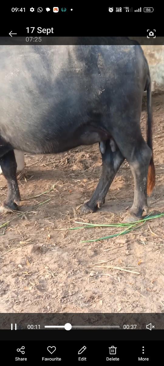 થંબનેલ 3