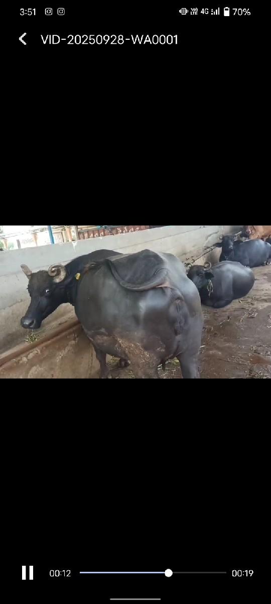 ભેંસ વેચવાની છે