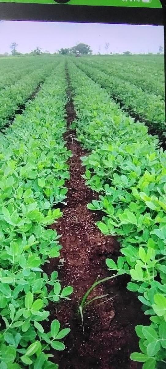 જમીન વેચવાની છે ૧૩.૫ વિઘા.