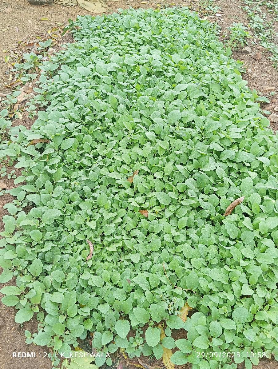 ખંભારા ની પ્રખ્યાત ગોટી રીંગણ