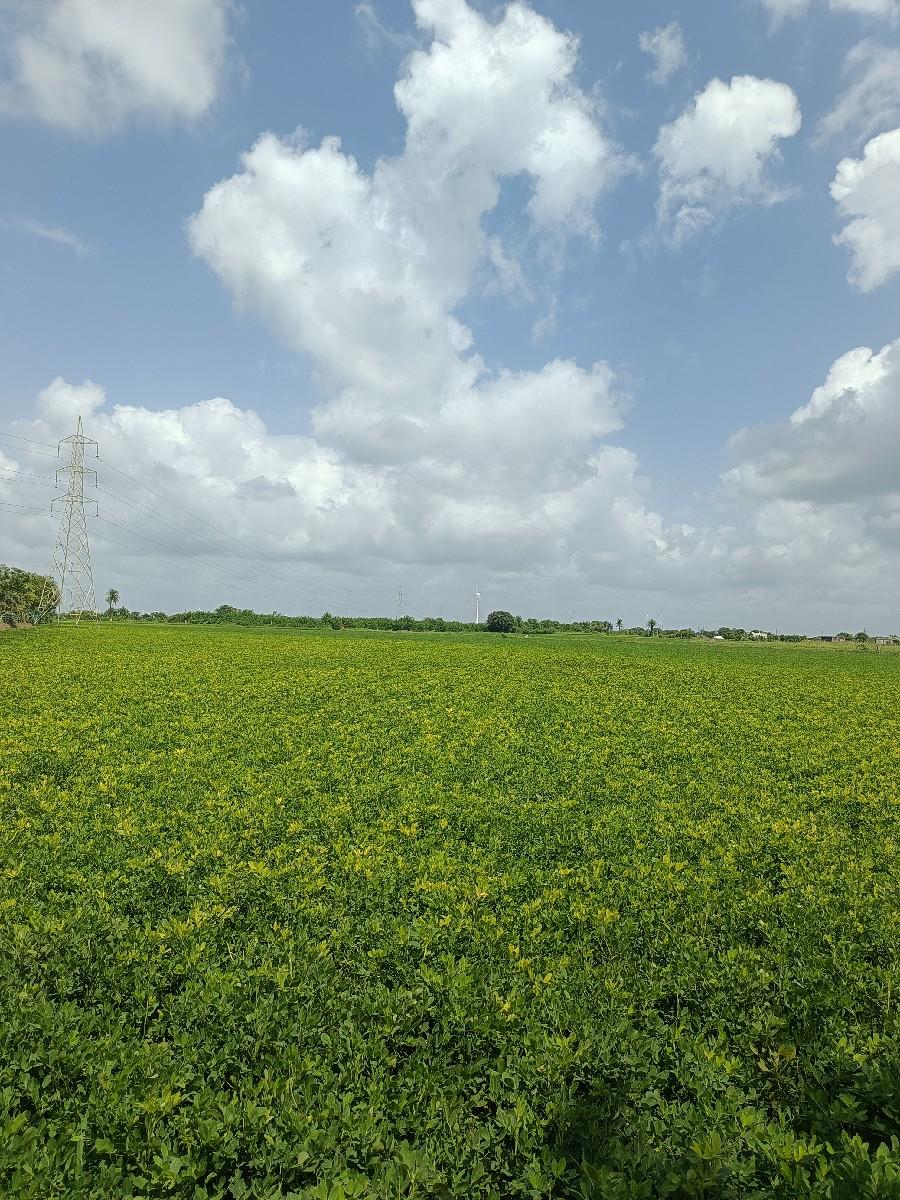 ખેતી કામ