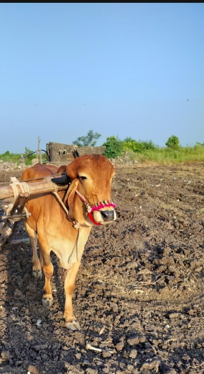 બળદ વેચવાનો છે