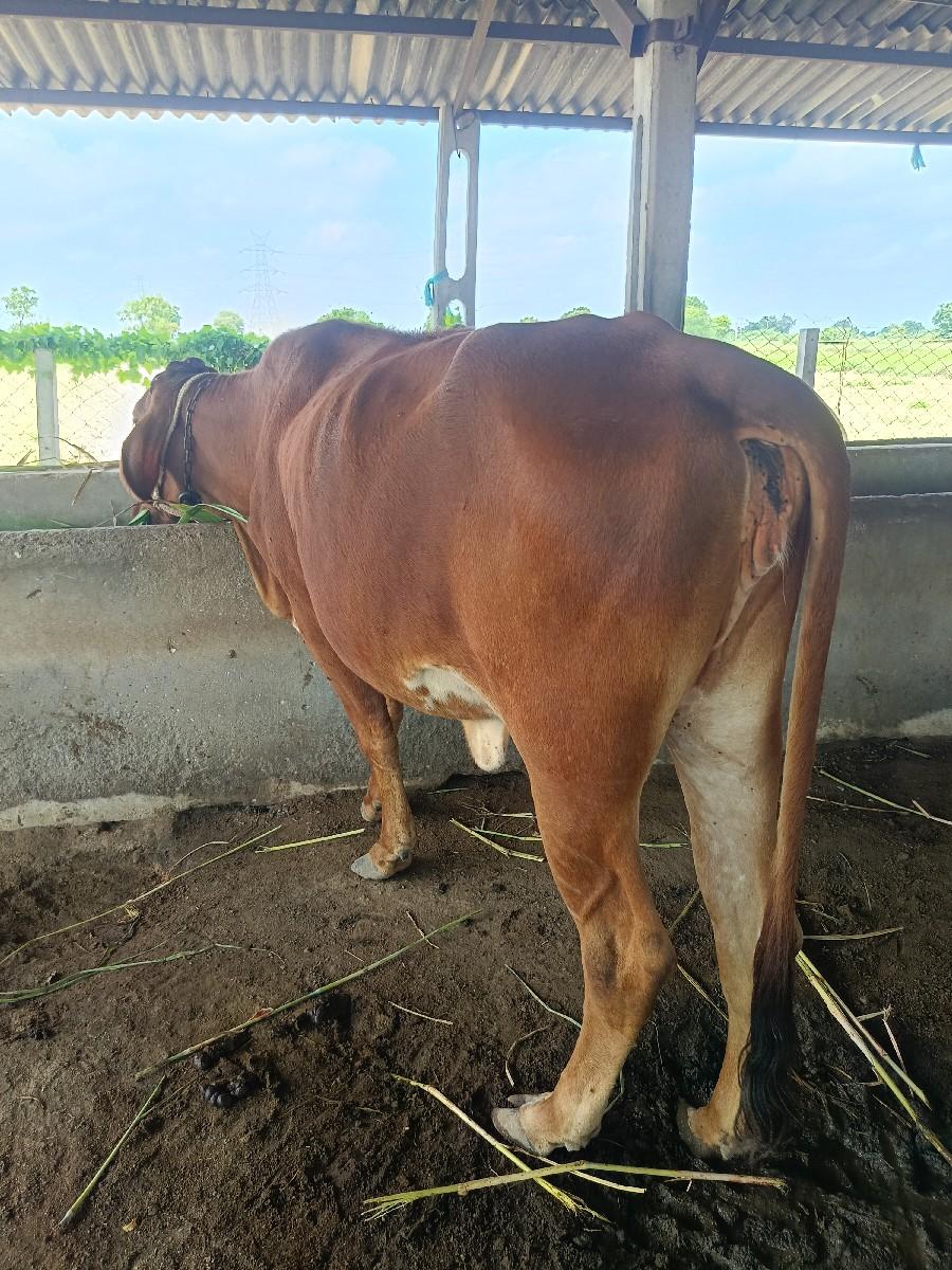 ગીર કોસ વોણકી વેચવાની છે