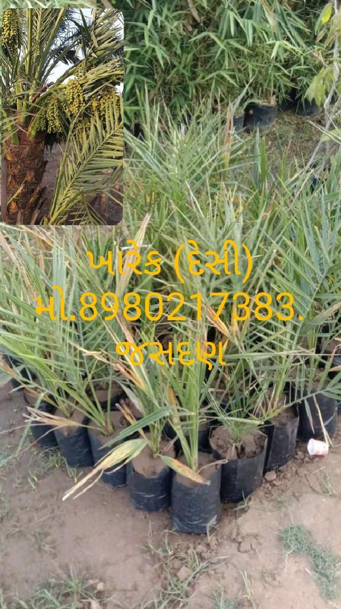 थंबनेल 3