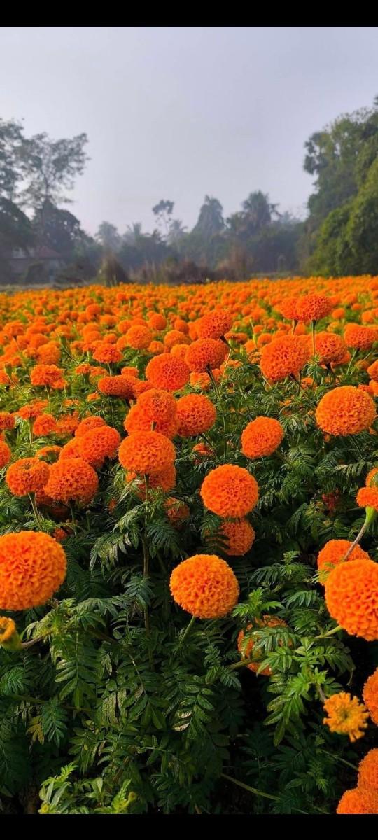 ફૂલ ના રોપા