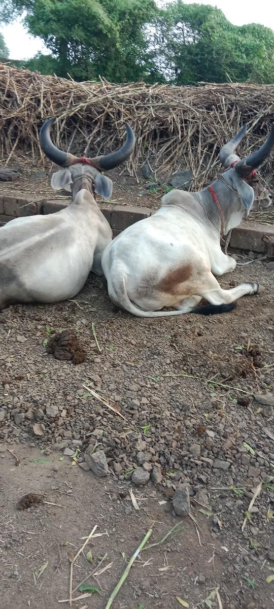 थंबनेल 2