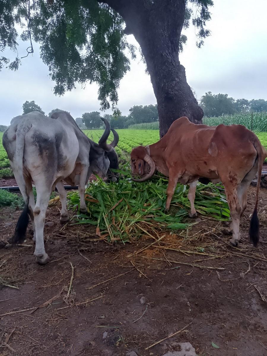 બળદ વેચવાના છે