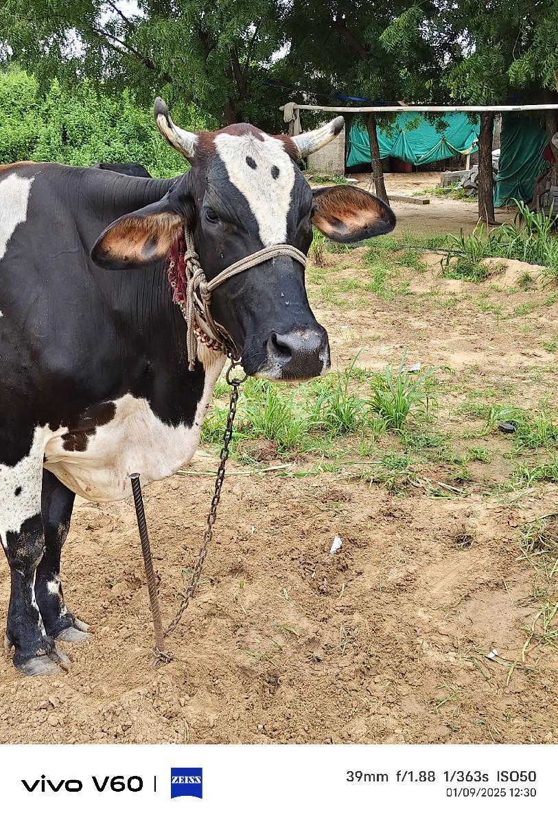 ગાય વેચવાની