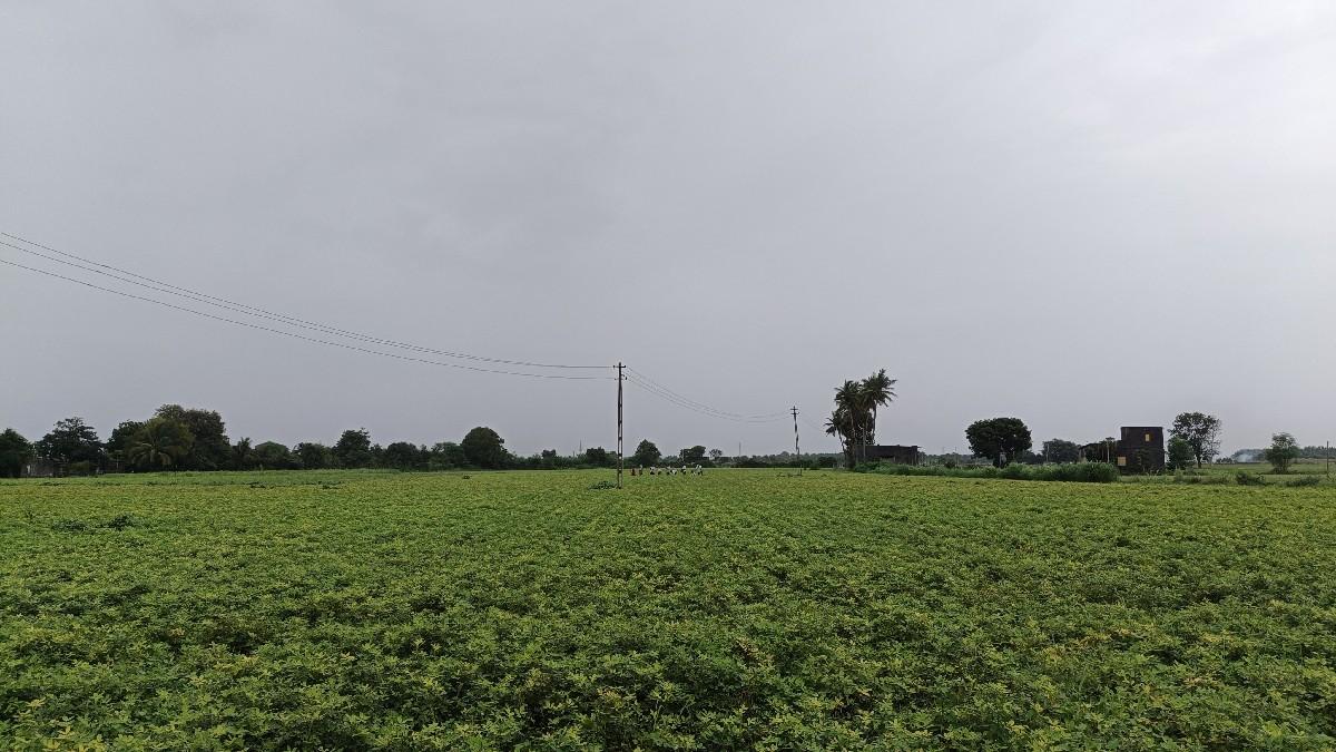 ઓર્ગેનિક માંડવી આપવાની છે.