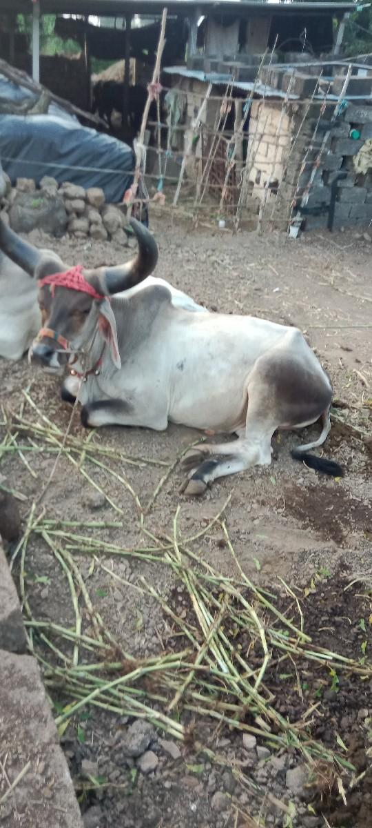 थंबनेल 3