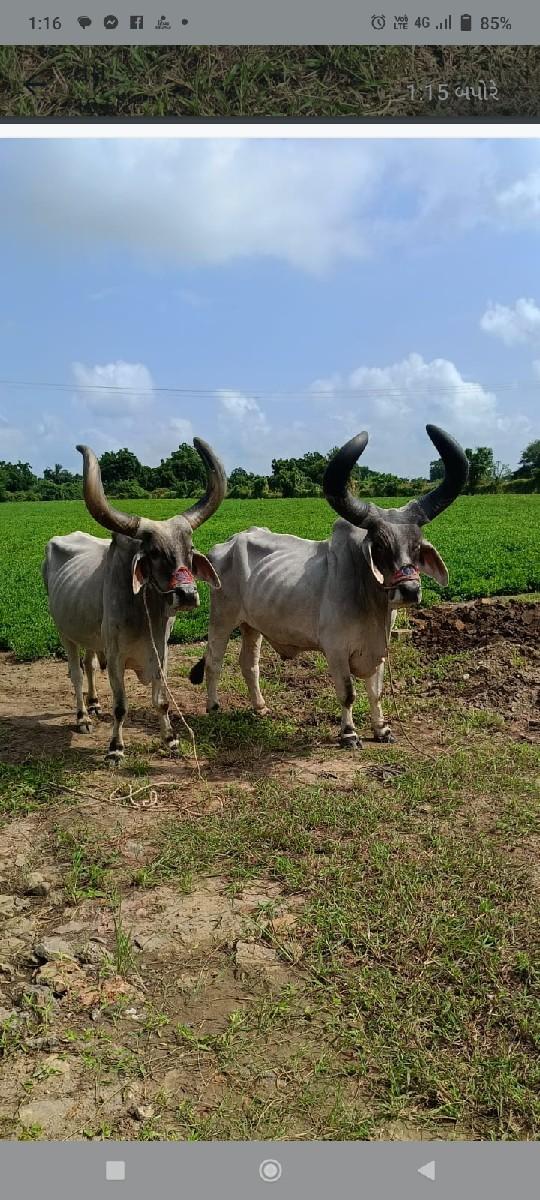 બળદને ગાડુ