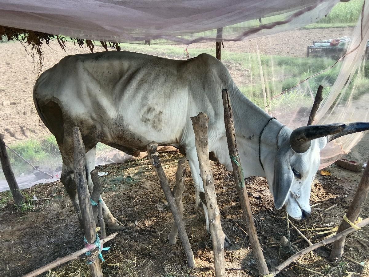 થંબનેલ 2