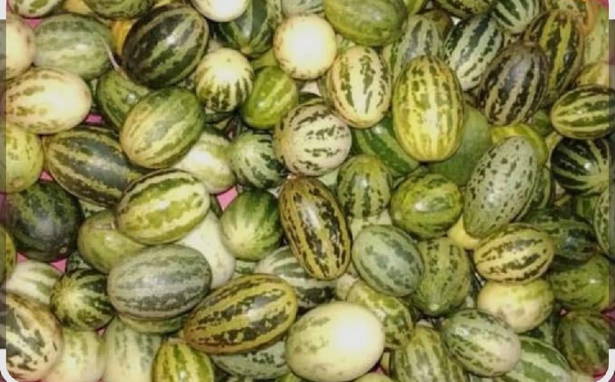 કોઠીમબડા લેવા ફોન કરો