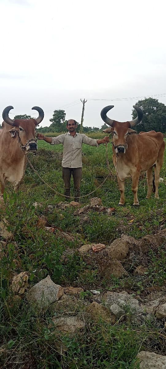 थंबनेल 2