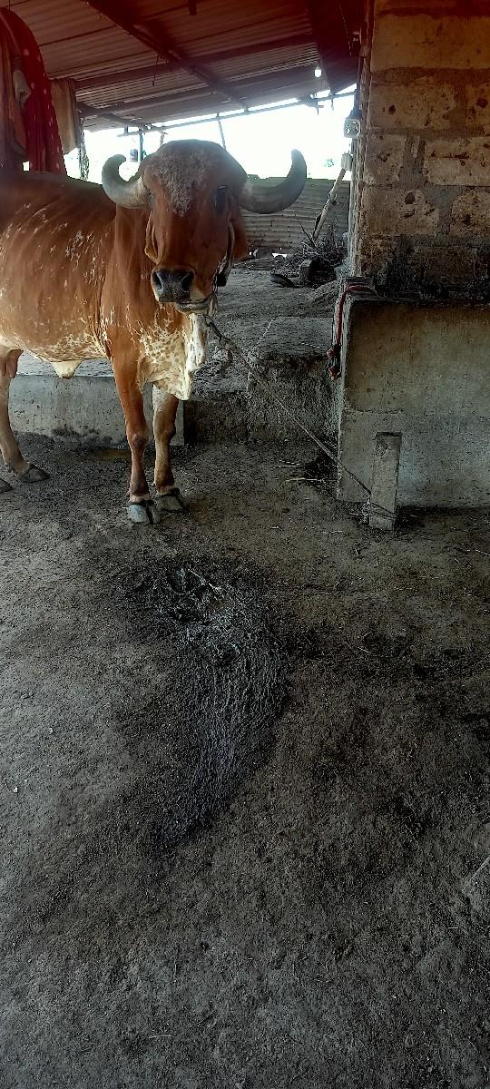 ગાય વેચવા ની છે