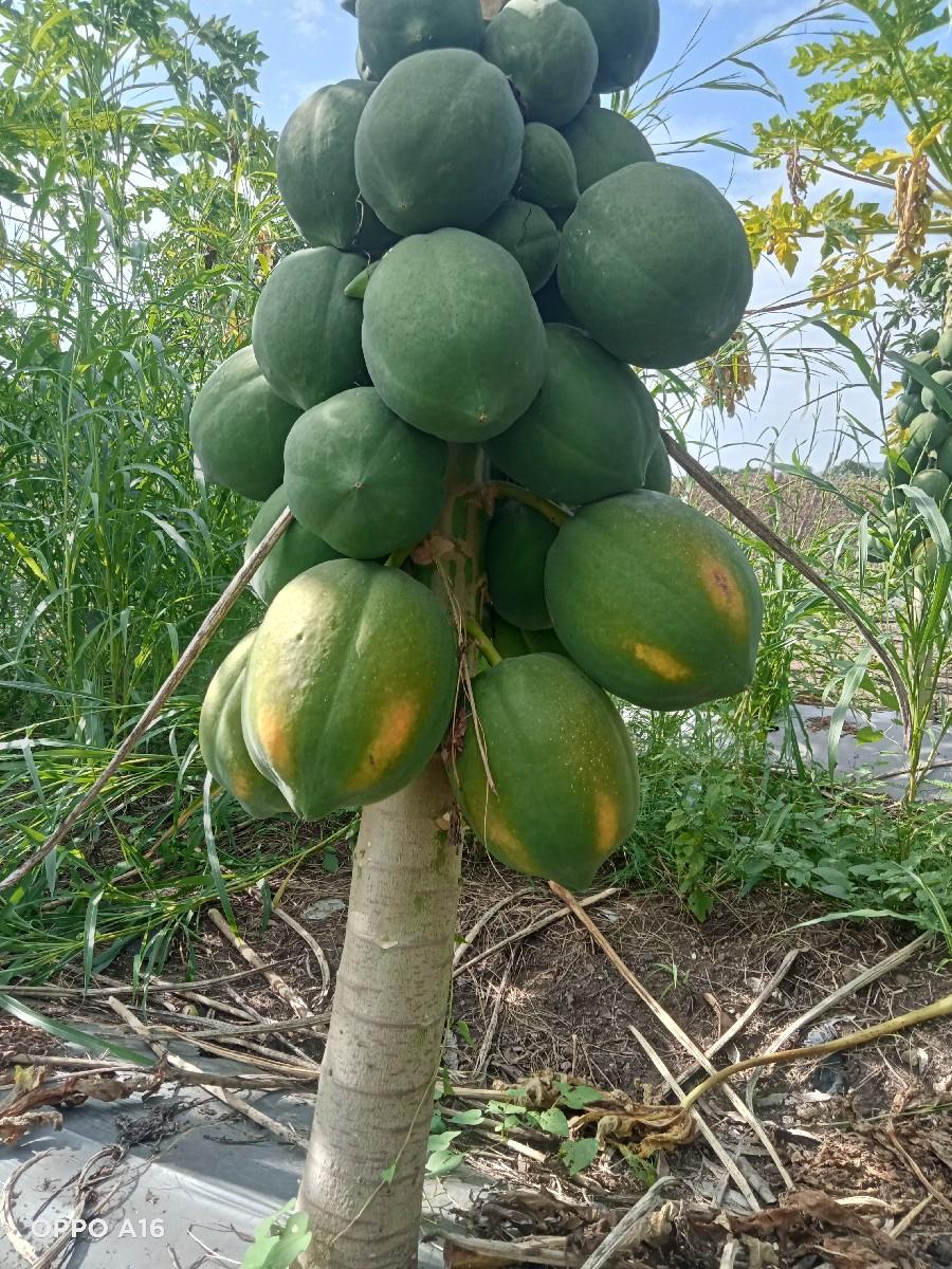 થંબનેલ 3