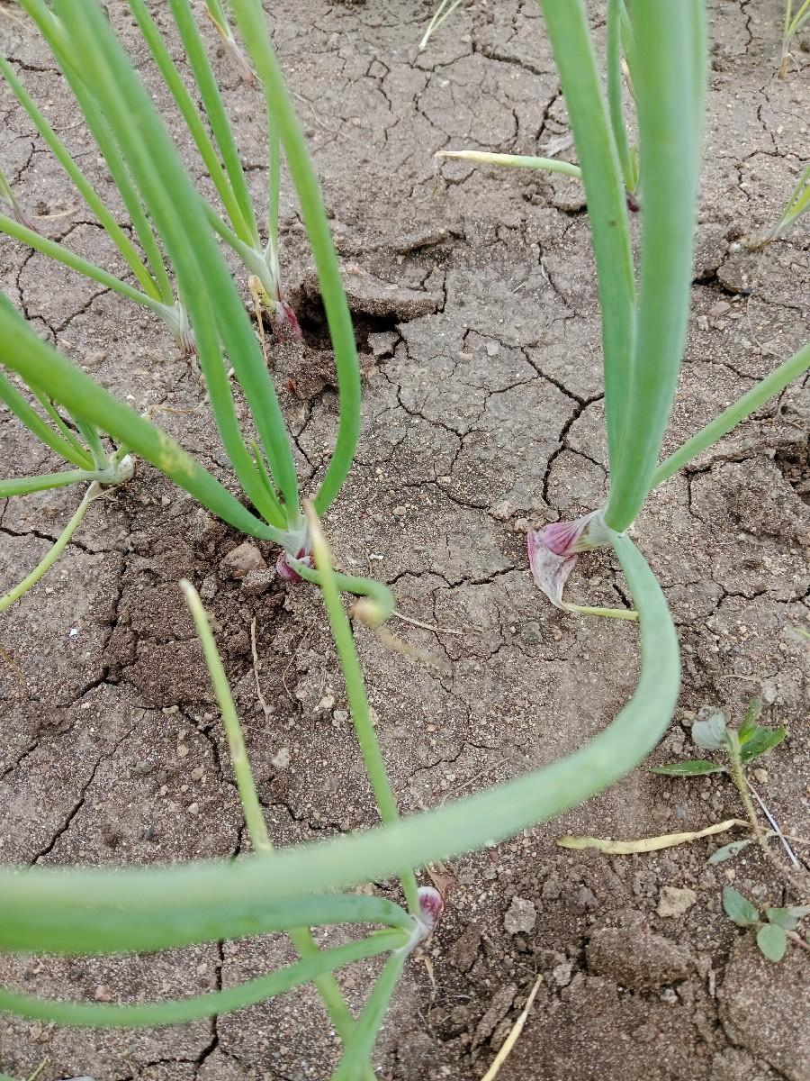 dugari no rop vesavano se