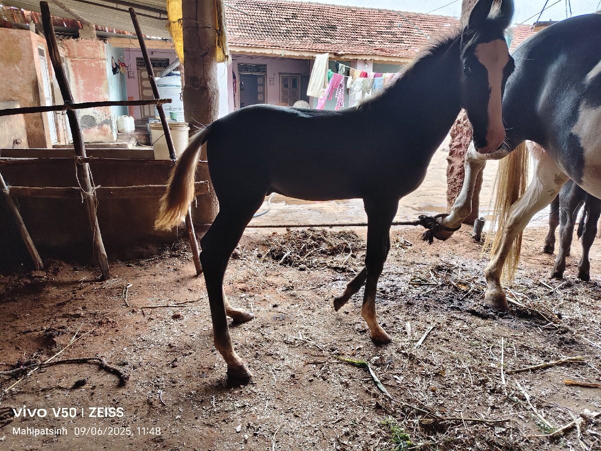 थंबनेल 2