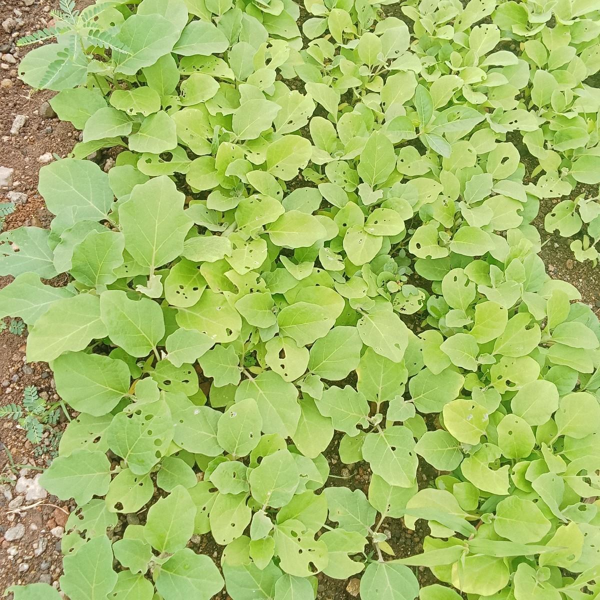 ટમેટી નો રોપ વેચવાનો છે