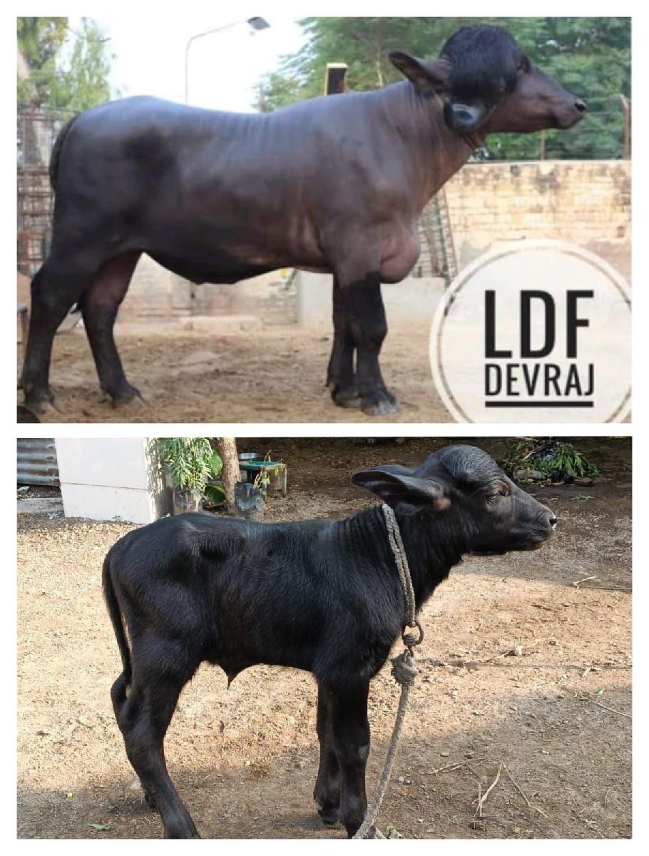 કુત્રિમ બીજદાન તથા  પ્રાથમિક સારવા