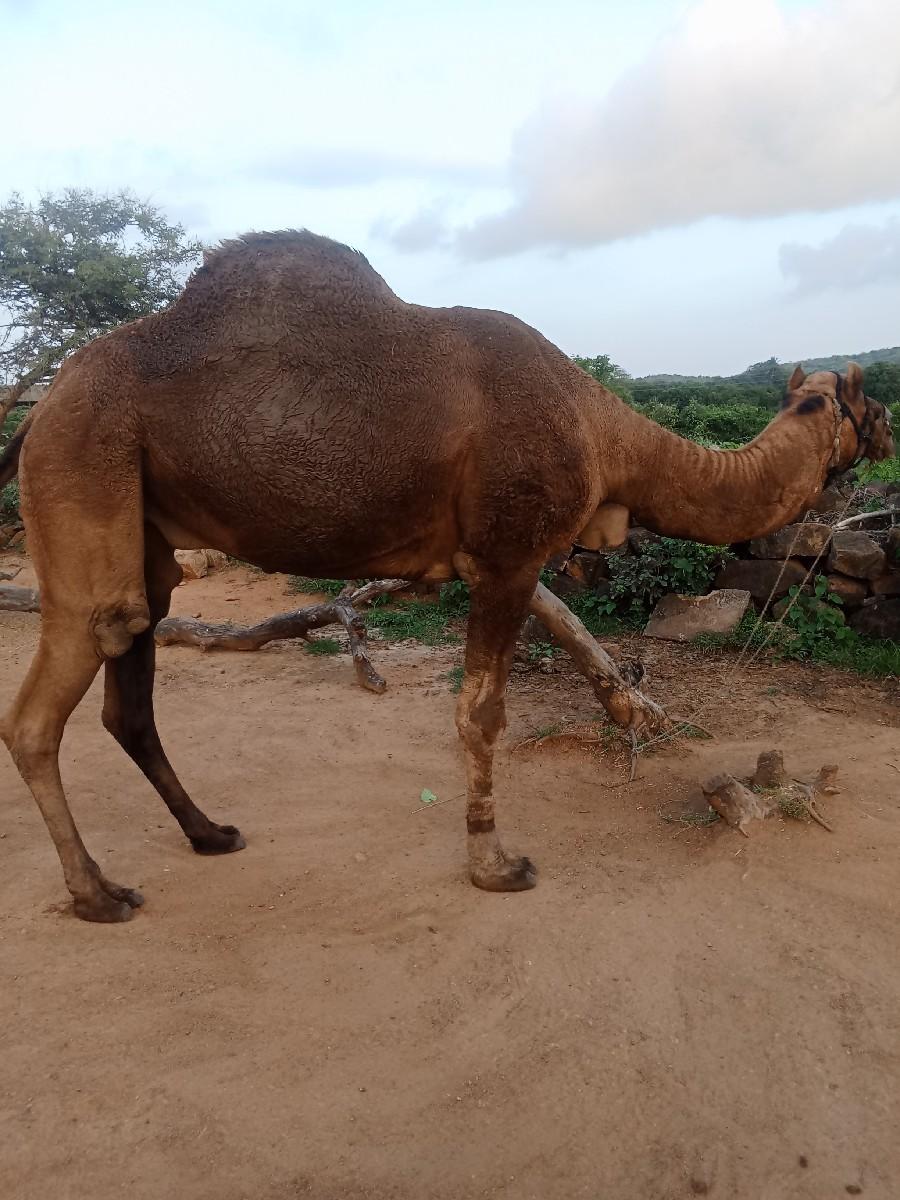 થંબનેલ 2