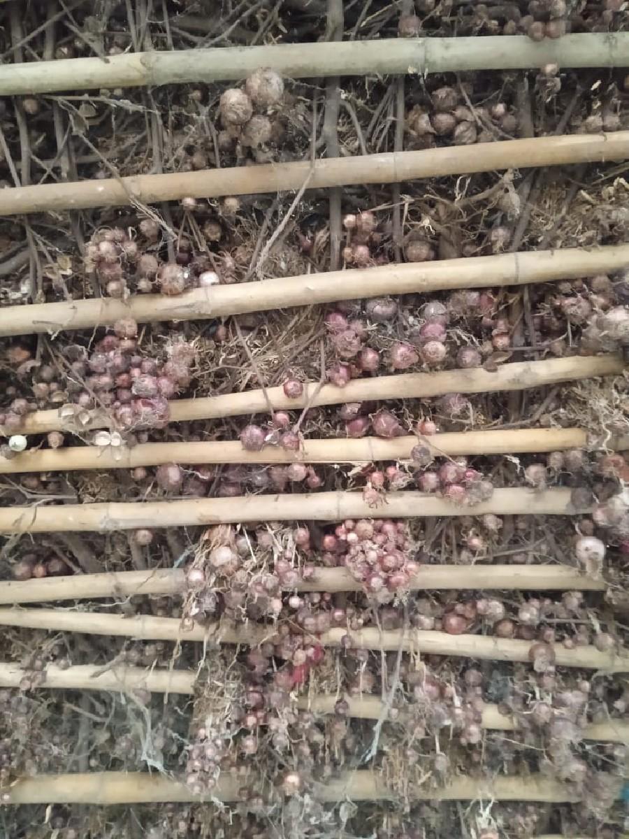 લાલ ડુંગળી ની કળી વેચાવ છે.