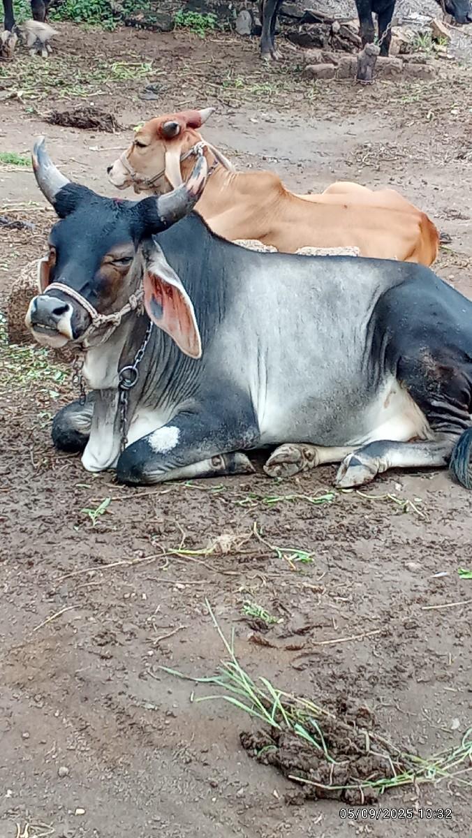 थंबनेल 3