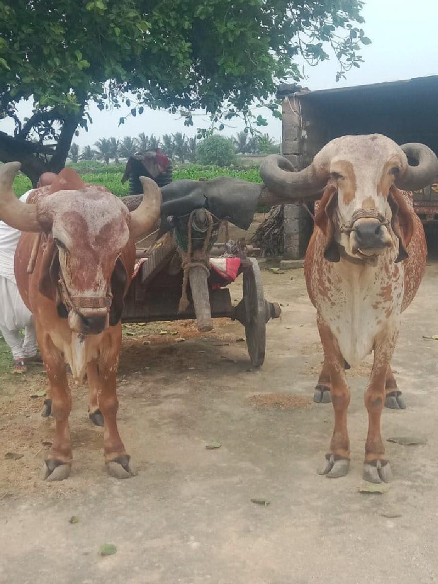 थंबनेल 3