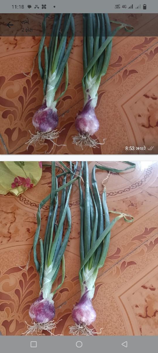 લીલી ડુંગળી વેચવાની છે