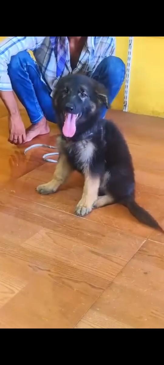 garman sefard female