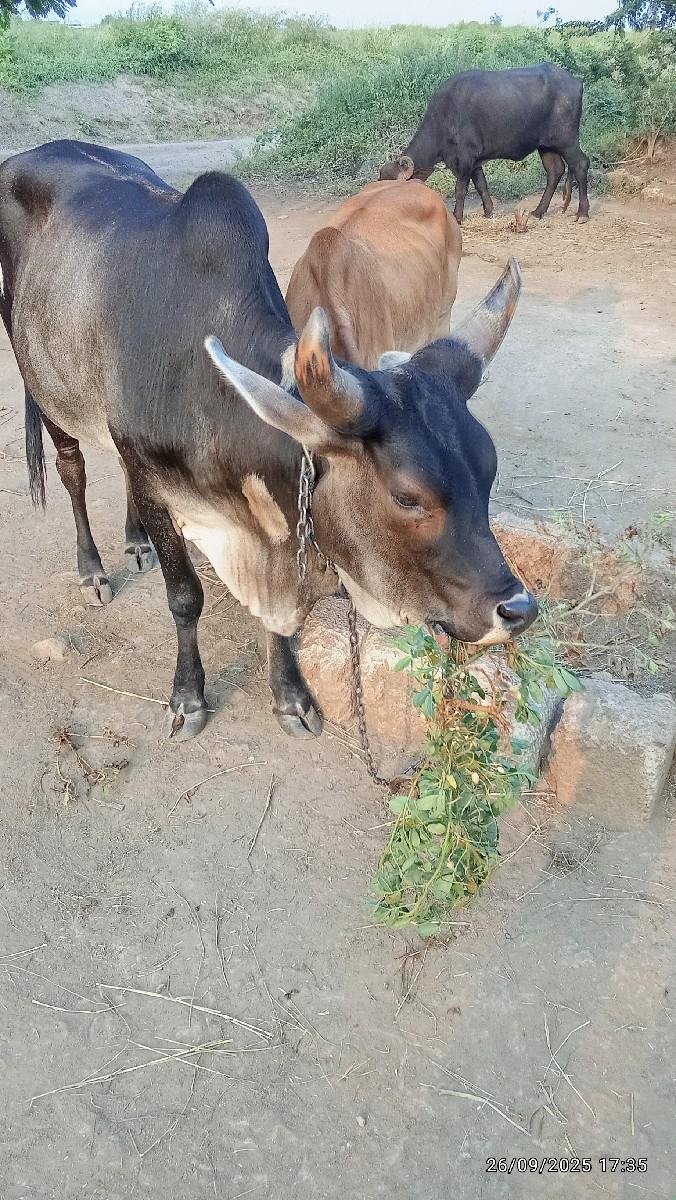 थंबनेल 2