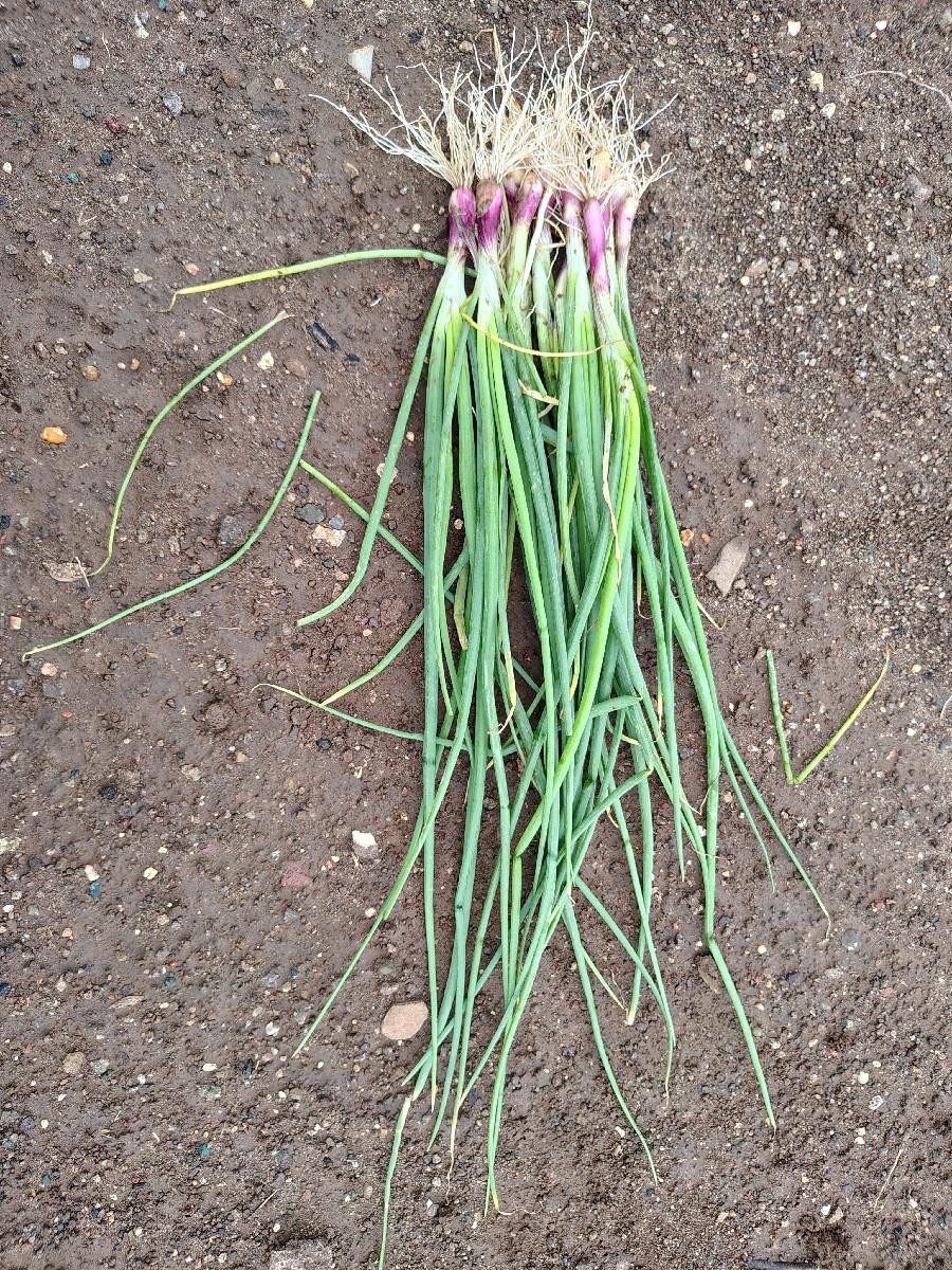 લાલ ડુંગળી નો રોપ વેચવાનો છે