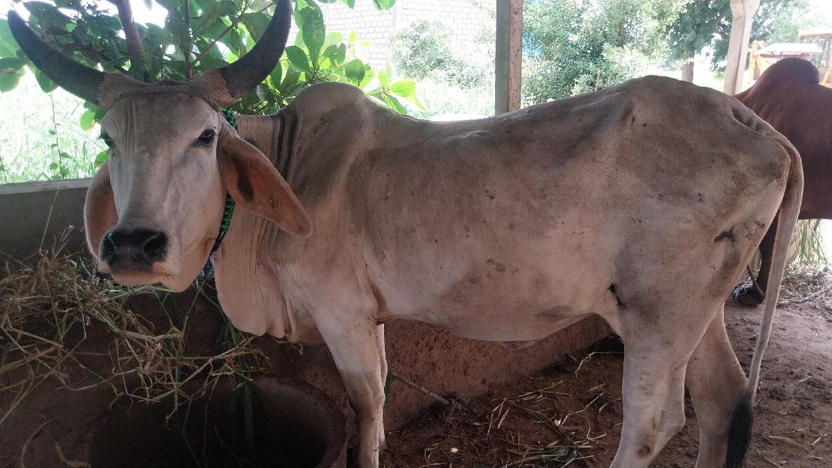 थंबनेल 3