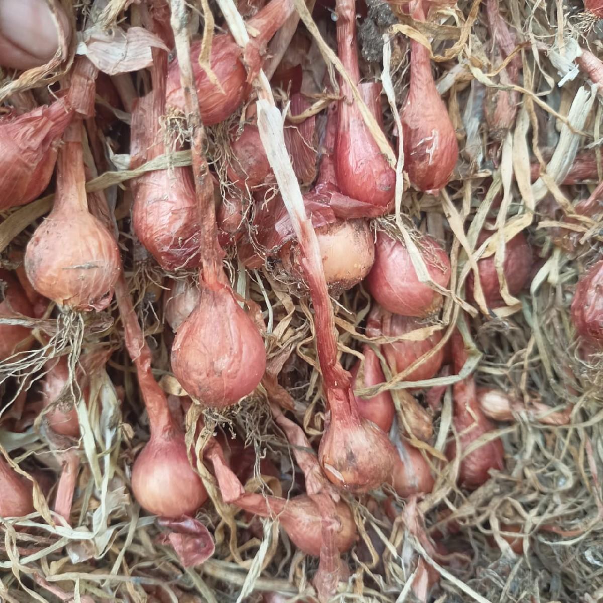 કાંજી વેચવાની છે