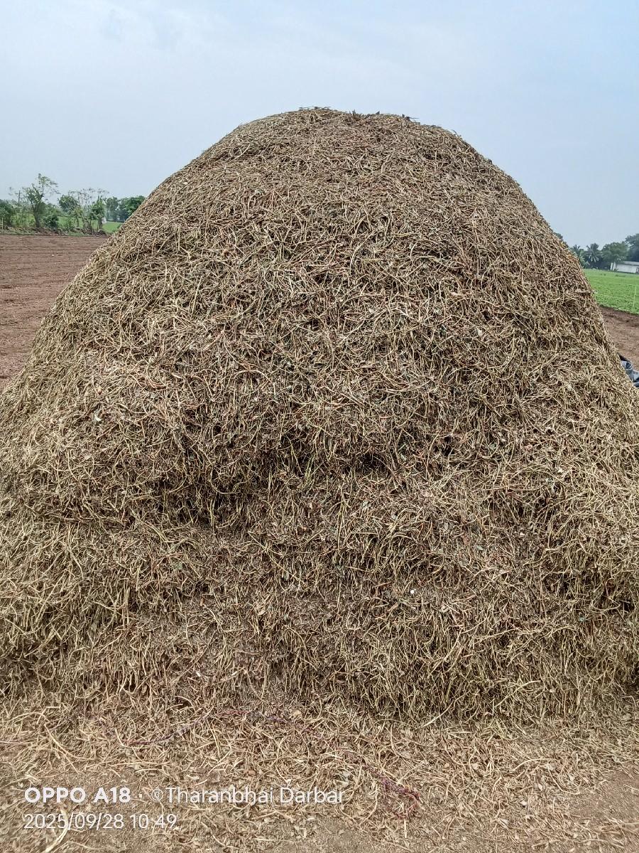 માંડવયુ