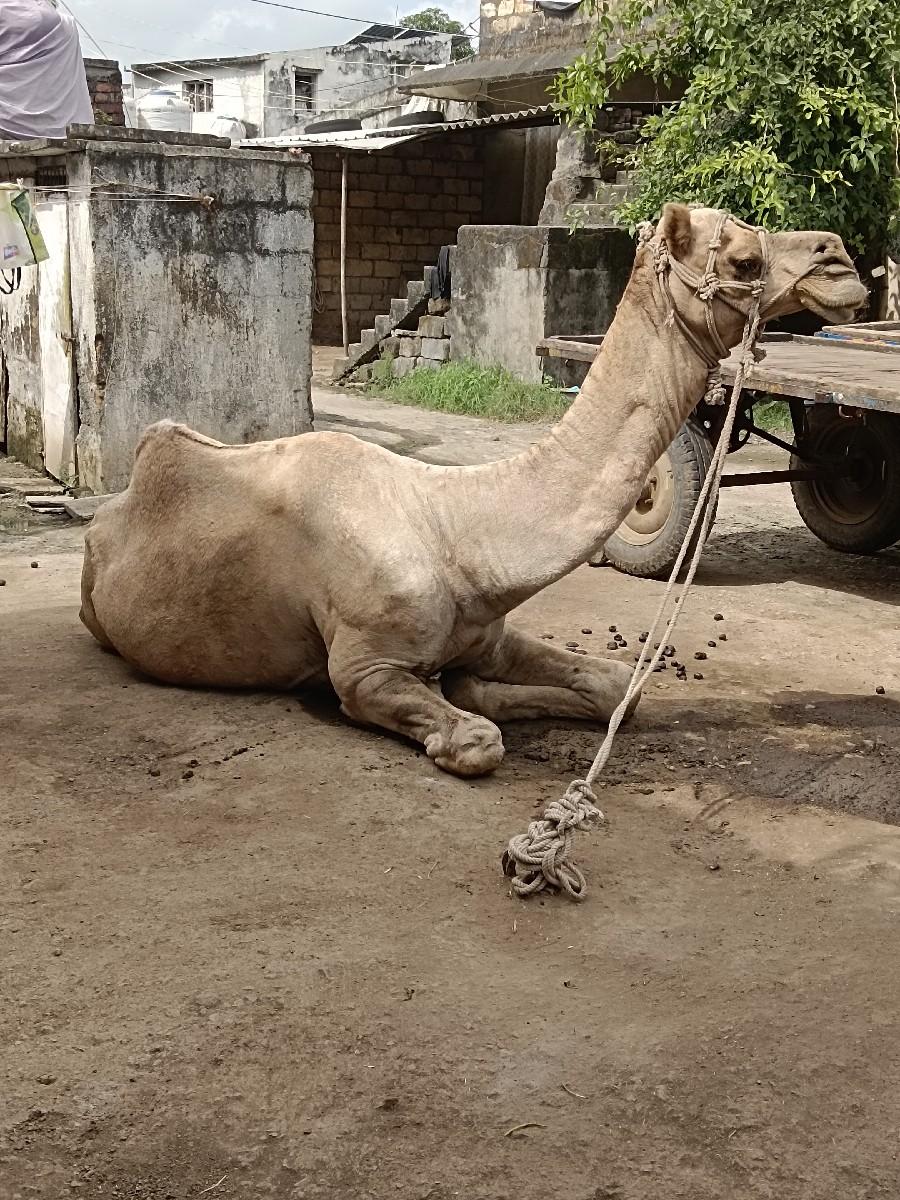 ઉટ વેચવાનો છે