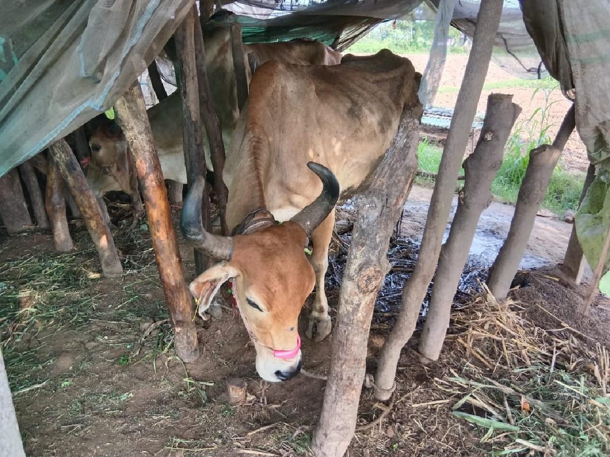 ગાય વેચવાની છે