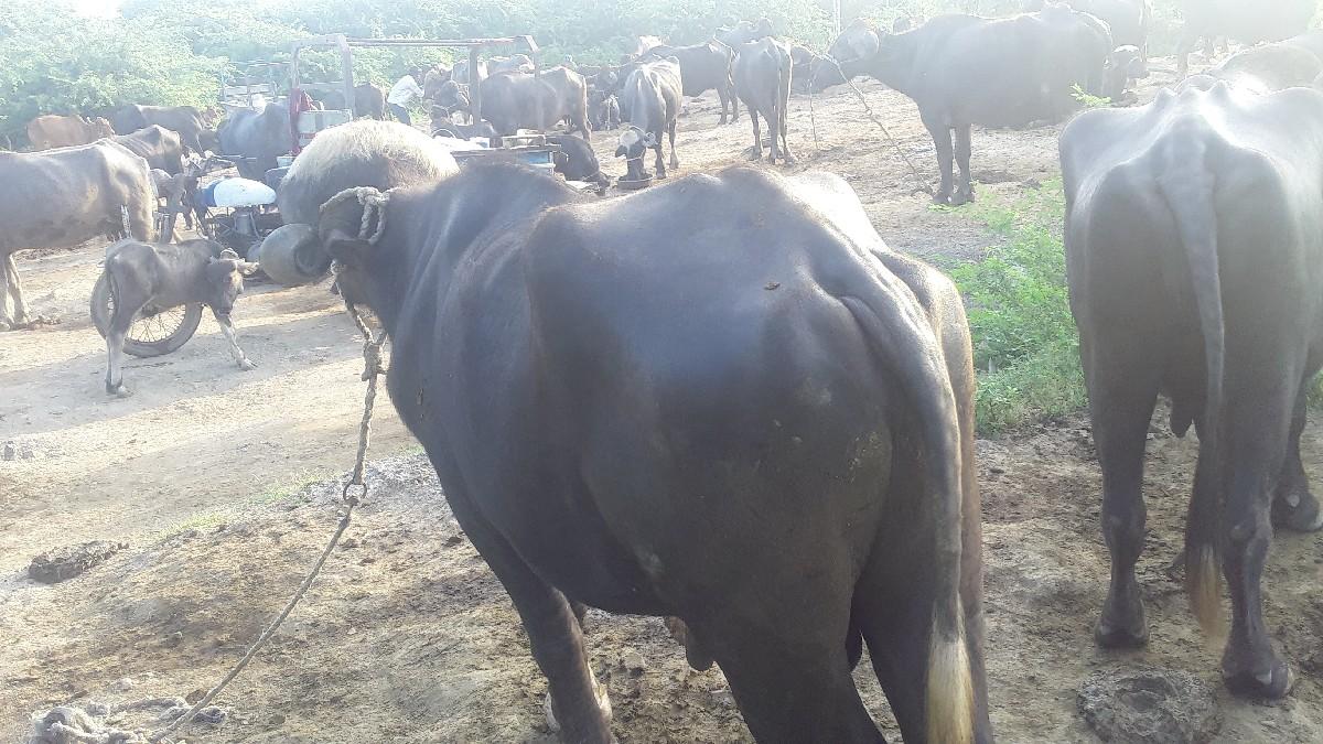 थंबनेल 3