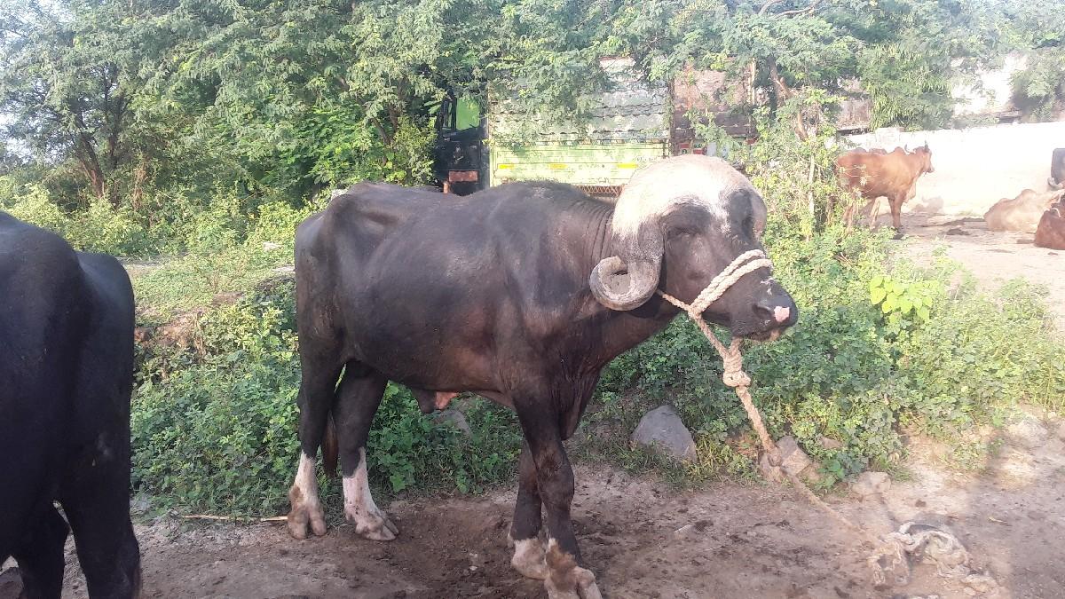 પાડો વેચવાનો છે