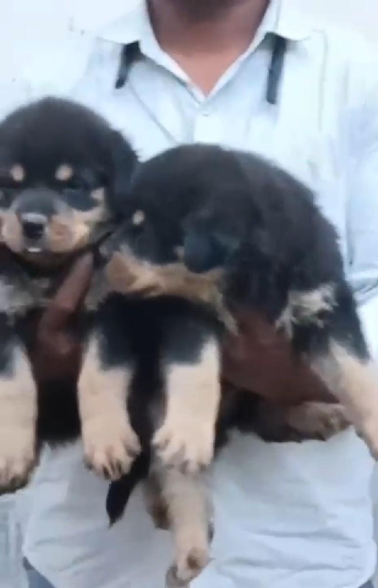 થંબનેલ 3