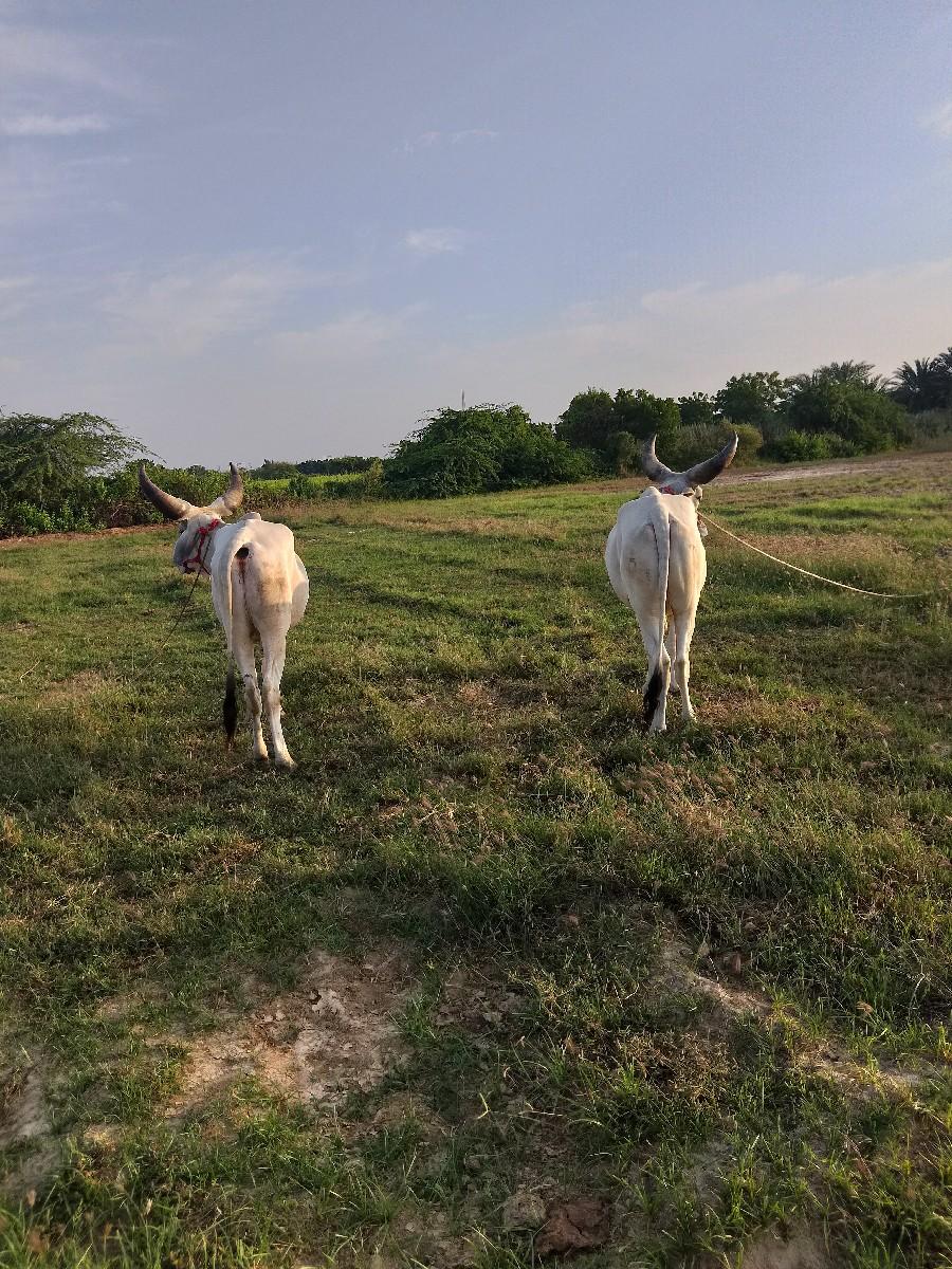 थंबनेल 2