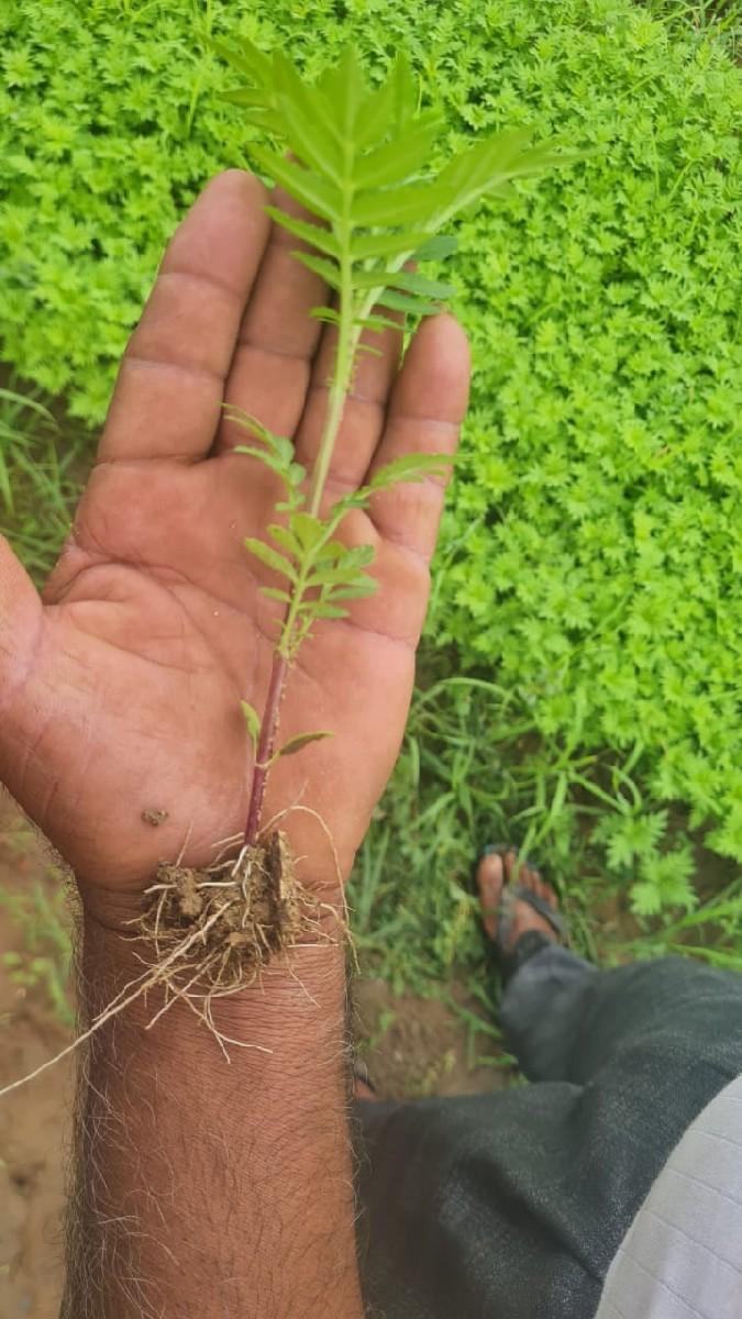 थंबनेल 5