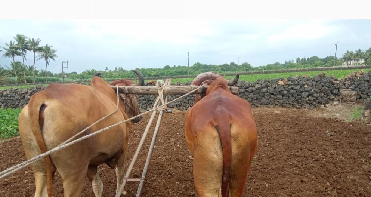 બળદ વેચવાના છે