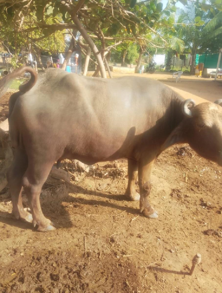 ભેંસ વેચવાની છે