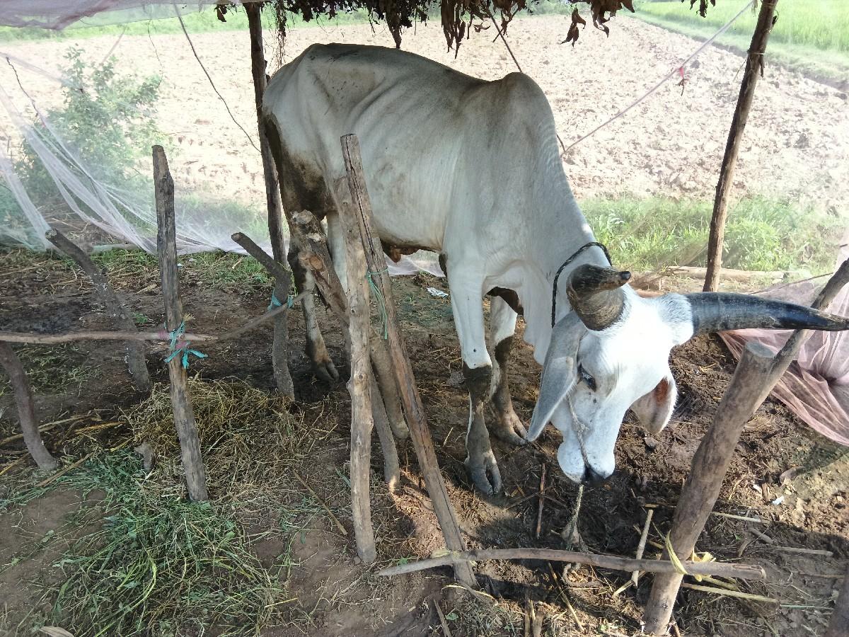 વેચાણ છે